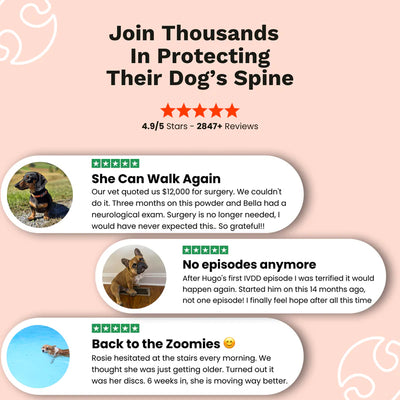 The Paw Parent - Spine & Disc Powder