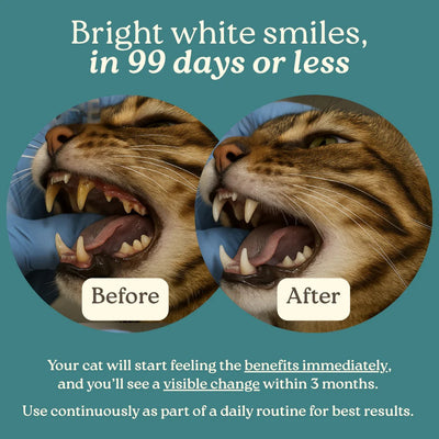 DentaCatz™ - Advanced Dental Formula
